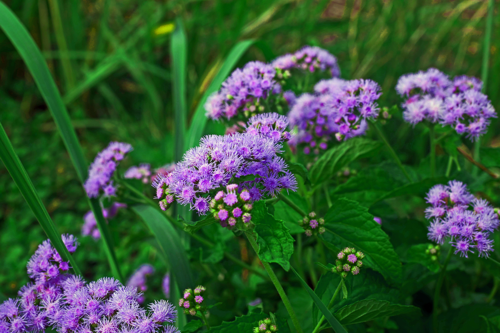 霍香薊　P1250366zz