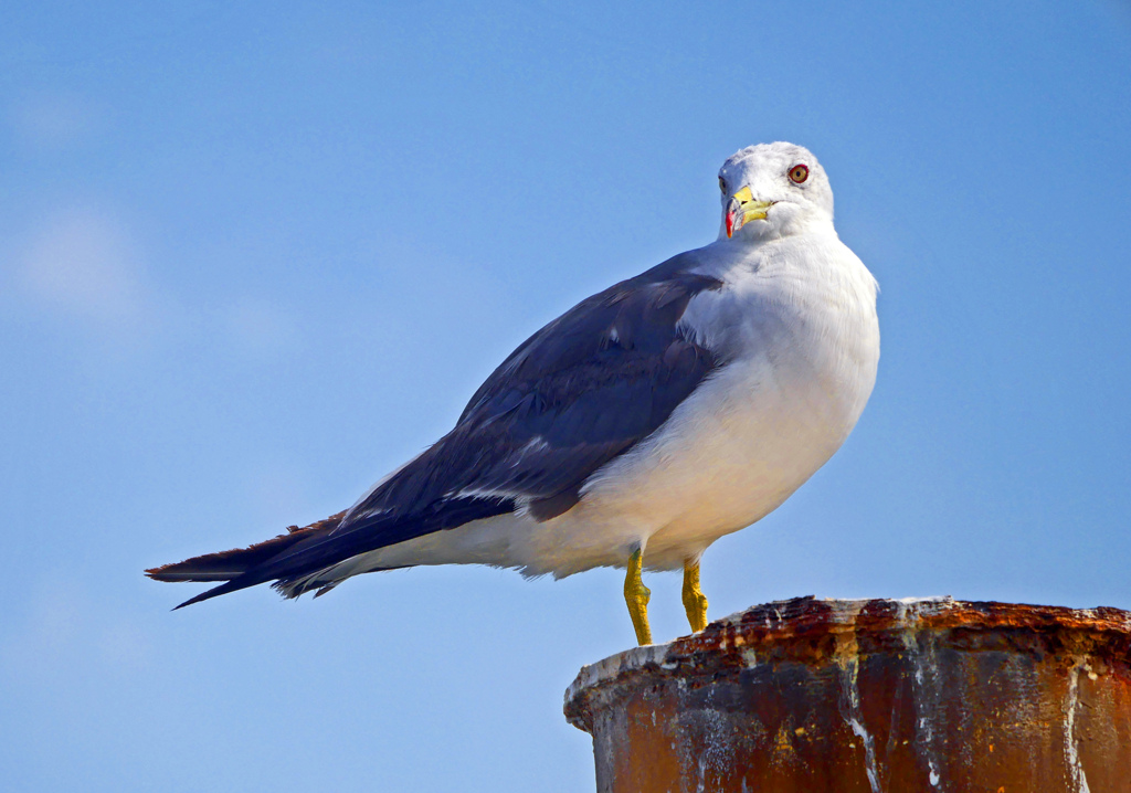 セグロカモメ　P1650175zz