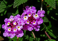 ランタナ　P1170172zz