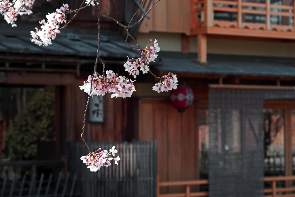 祇園白川 花街の風情　IMGP4673zz