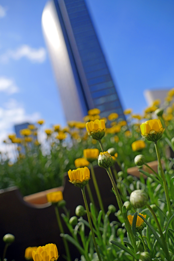 タワーと花　P1061676zz