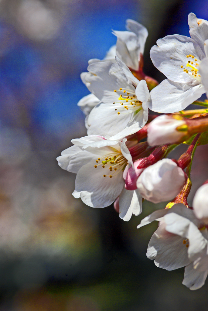 サクラサク　IMGP0624zz