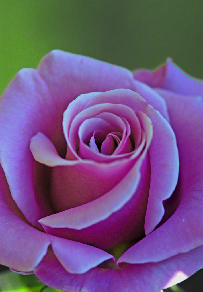 Purple rose　IMGP0320zz