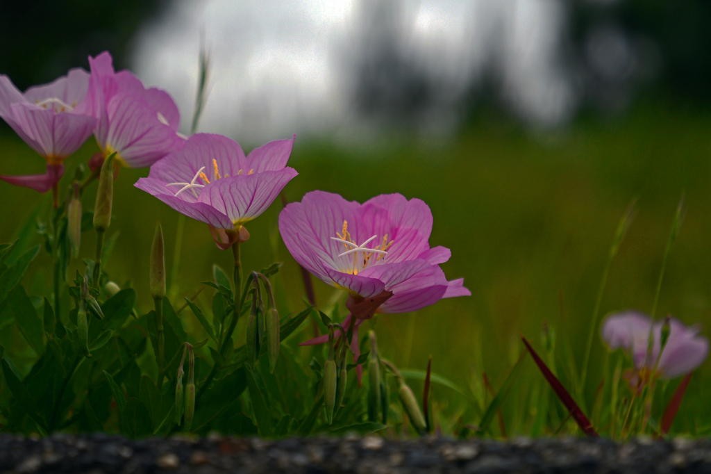 三連花　P1086319zz