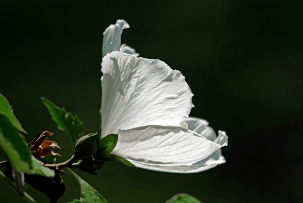 純白の花弁　P1340080z