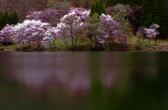 桜景夢のごとし　IMGP1465zz