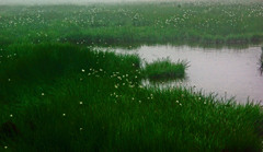 ワタスゲ咲く湿原　IMGP7252z