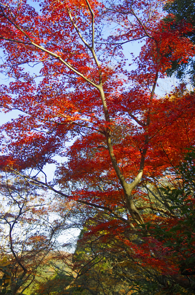 師走の紅葉狩り　_IGP4236zz