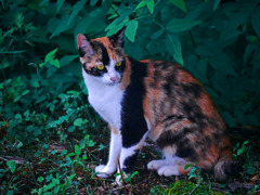野良猫の風格　P1330349zz