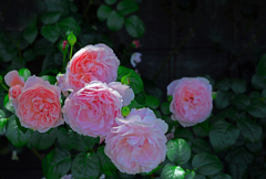 薔薇のブーケ　P1086179zz