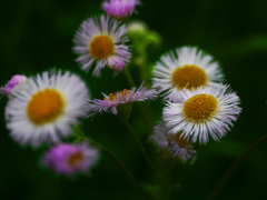 路傍に咲く　P1180864zz