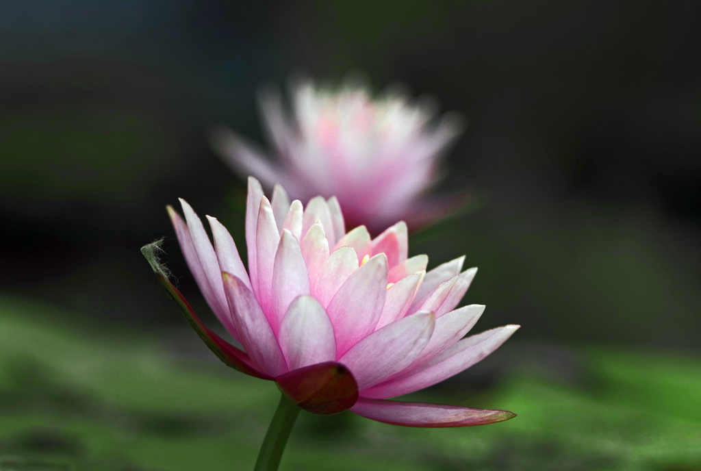 首を傾(かし)げる　IMG1415zz