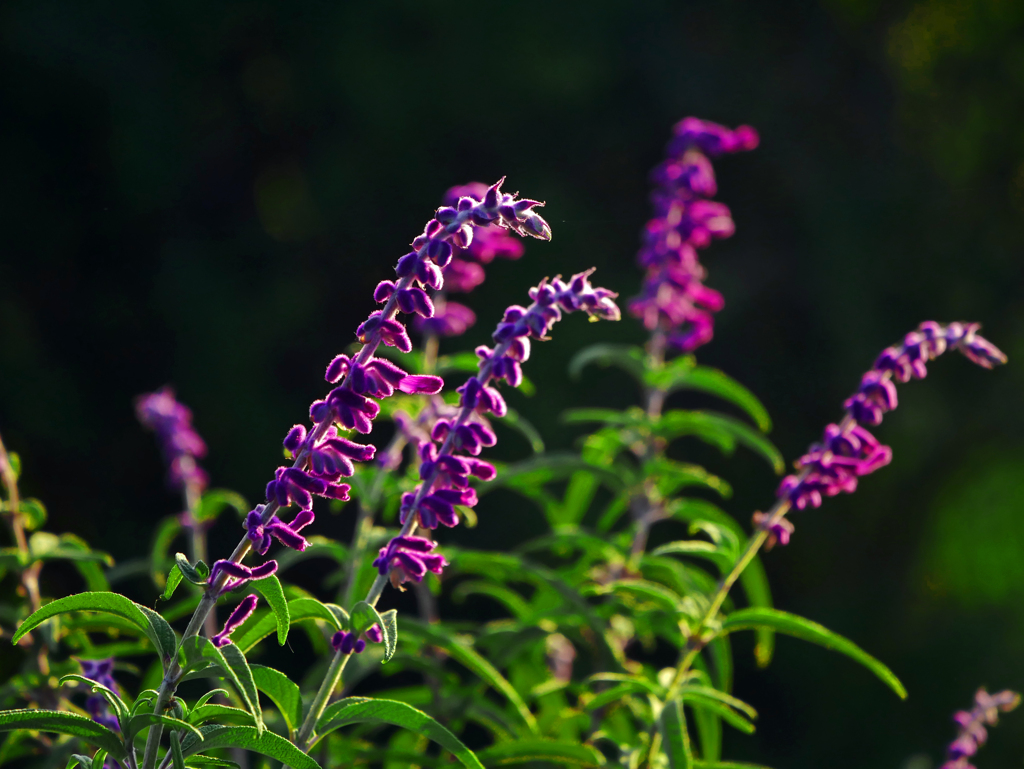 朝の陽を受けてⅢ　P1690804zz