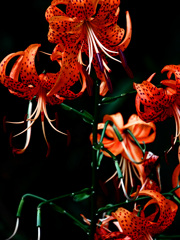 最後の輝き　P1610443zz