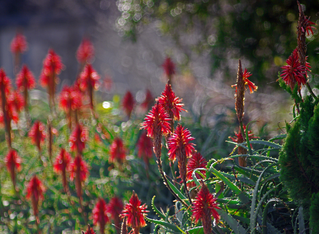 アロエの花が咲く頃　IGP9614zz