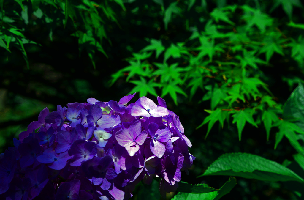 青椛と花　P1410372zz