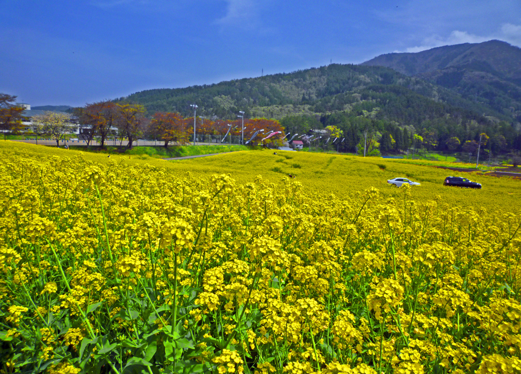 菜の花の郷　P1000494zz