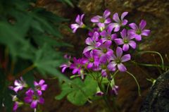 雑草というなの花　P1086751zz