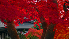 朝の陽　P1125068z