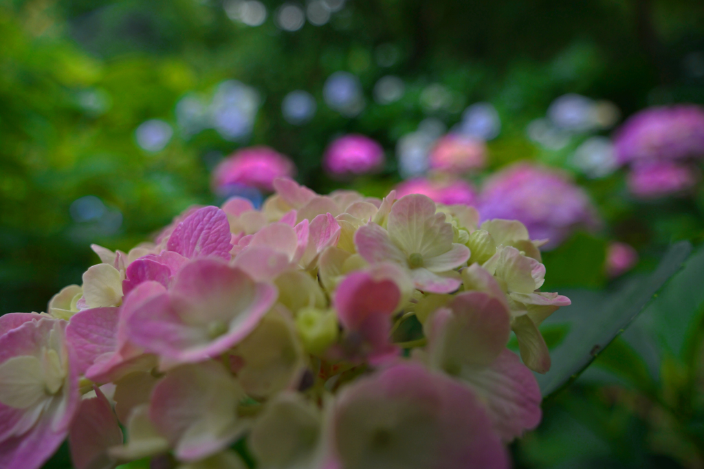 雨に濡れてⅡ　P1086852zz