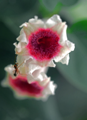 ヘクソカズラとアリ　P1240625zz