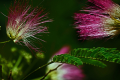 合歓の花　P1420545zz