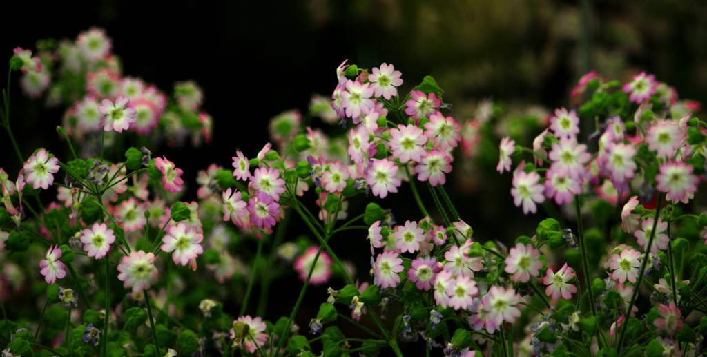 知らない名の花 きれいだな　IMGP6293zz