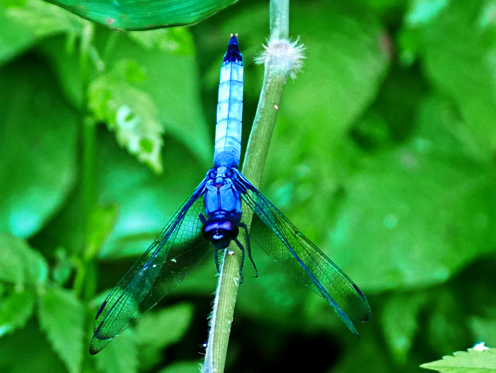 オオシオカラトンボ　P1330731zz