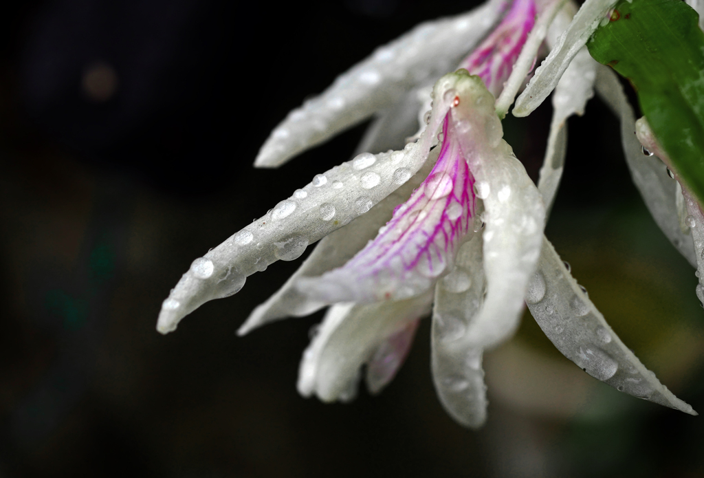 梅雨の長雨　P1180890zz