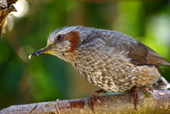 十分にいただきました　IMGP3191zz