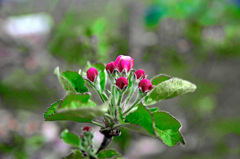 林檎の花　IMGP4143zz