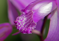 紫蘭咲く　P1170091zz
