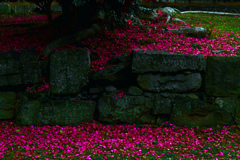 花筵   P1820109zz
