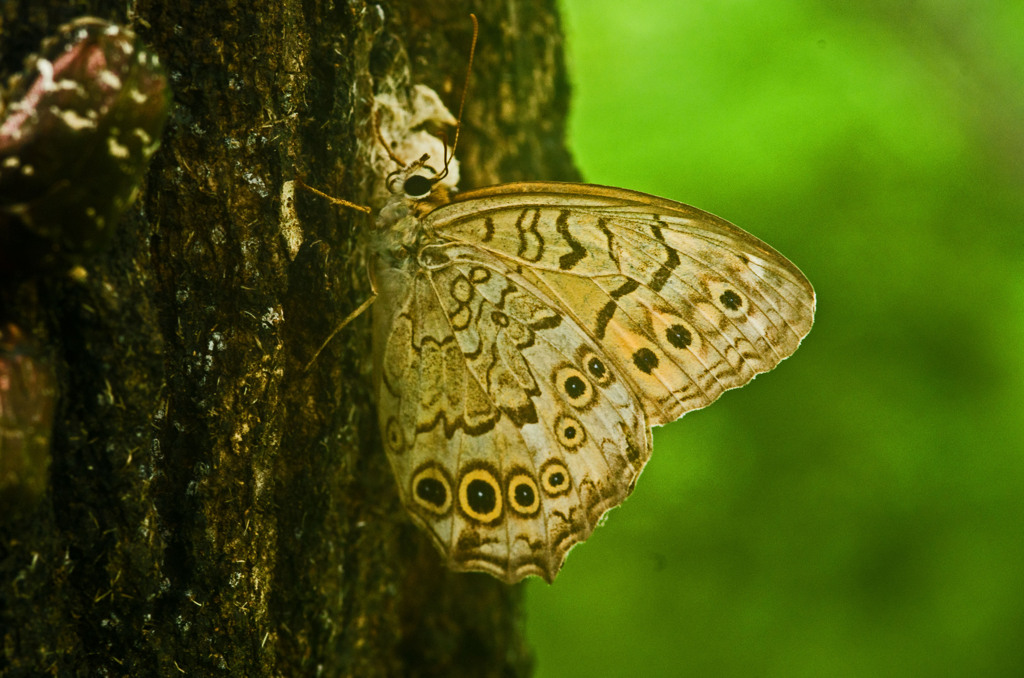 サトキマダラヒカゲ　_IMG8352