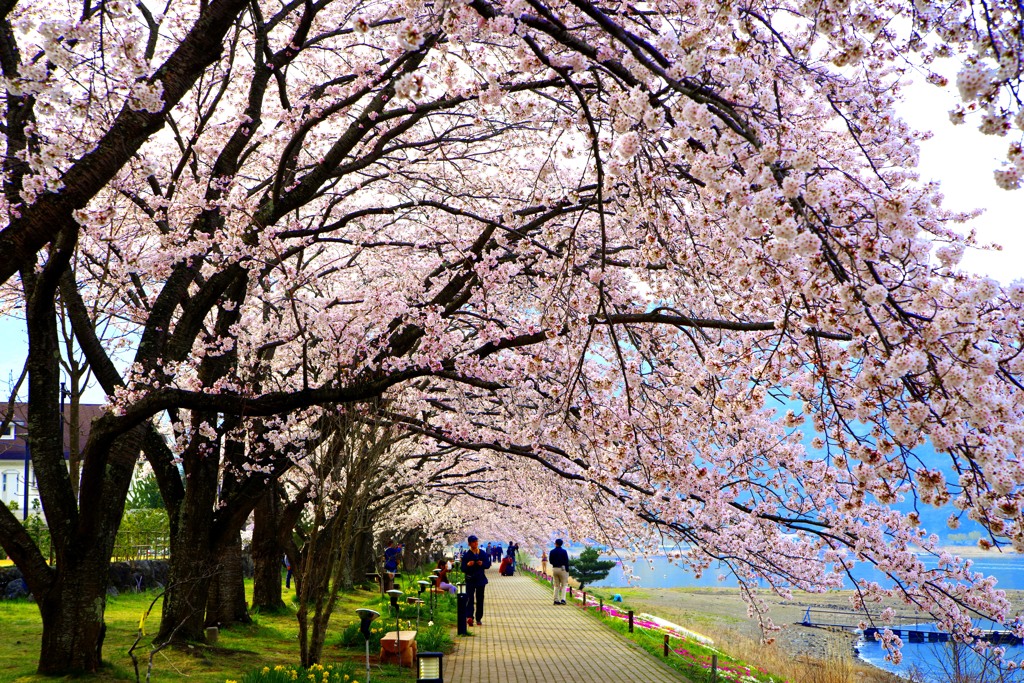 桜のプロムナード　IMGP9964zz