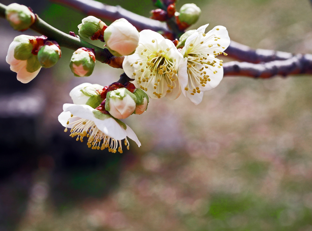もうすぐ満開　P1080085zz