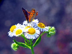 ハルジオンとベニシジミ　P1580117zz