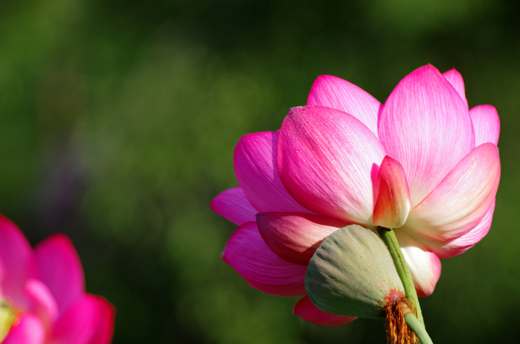 Water lily　IMGP0790zz