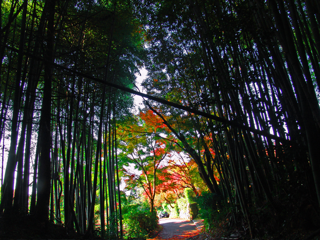 竹藪の外の秋　DSC01409z