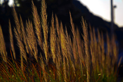 真冬のパンパスⅡ　P1810726zz