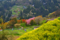 山里の春　P1074571zz