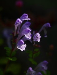 野を彩る小さき花　P1200610zz