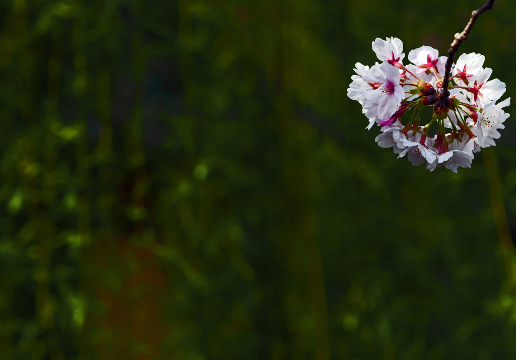 花手鞠　P1062269zz