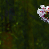 花手鞠　P1062269zz