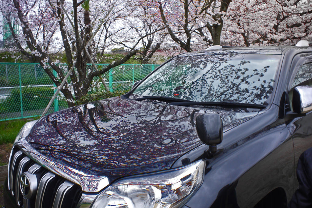 マイカーを桜の花でドレスアップ　P1260976zz