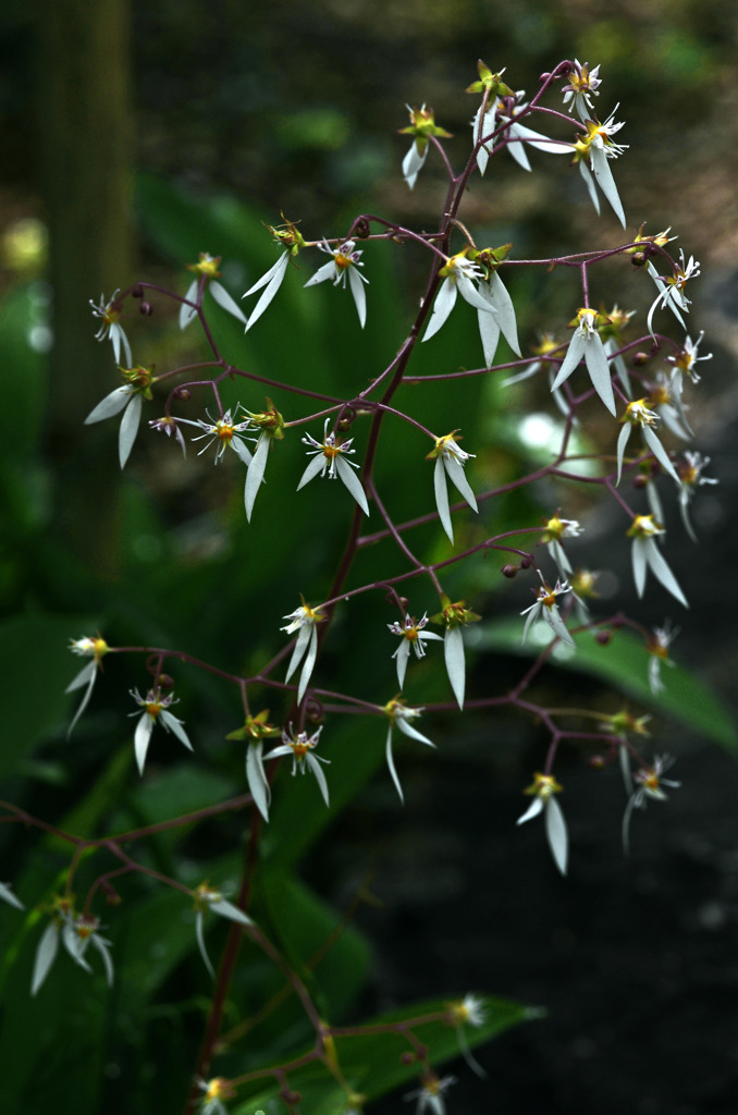 春の線香花火　IMG8617zz