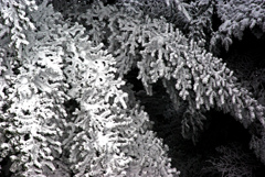 樹霜　IMGP0188z