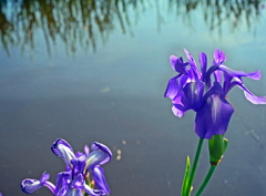 水辺の花　P1170450zz