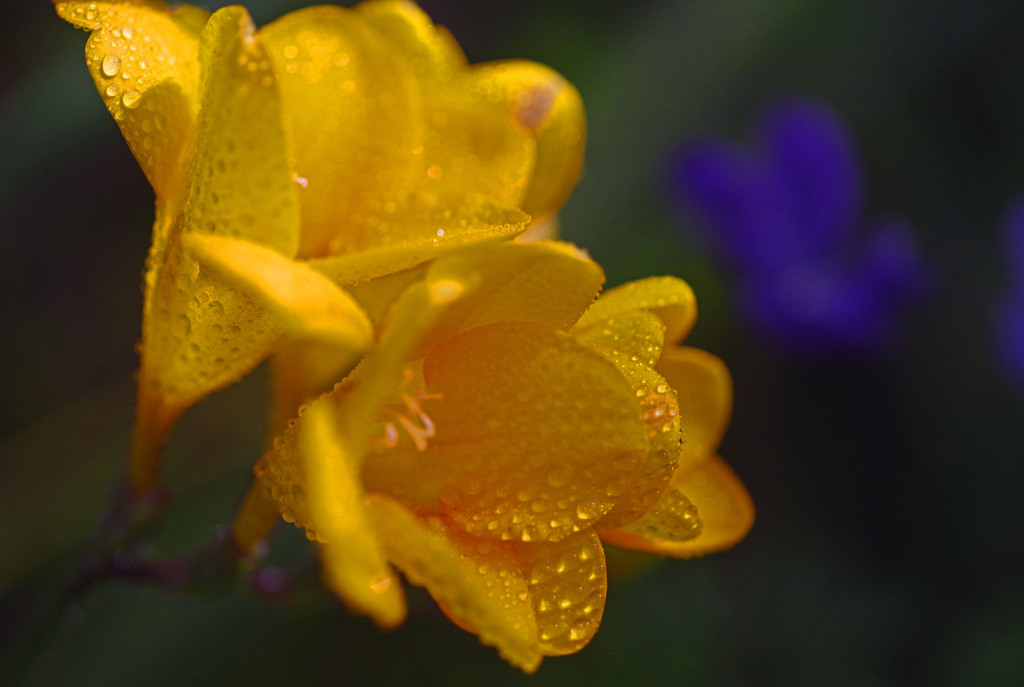 雨後の輝き　IMGP5229zz