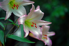 紅さす花　IMGP7368zz